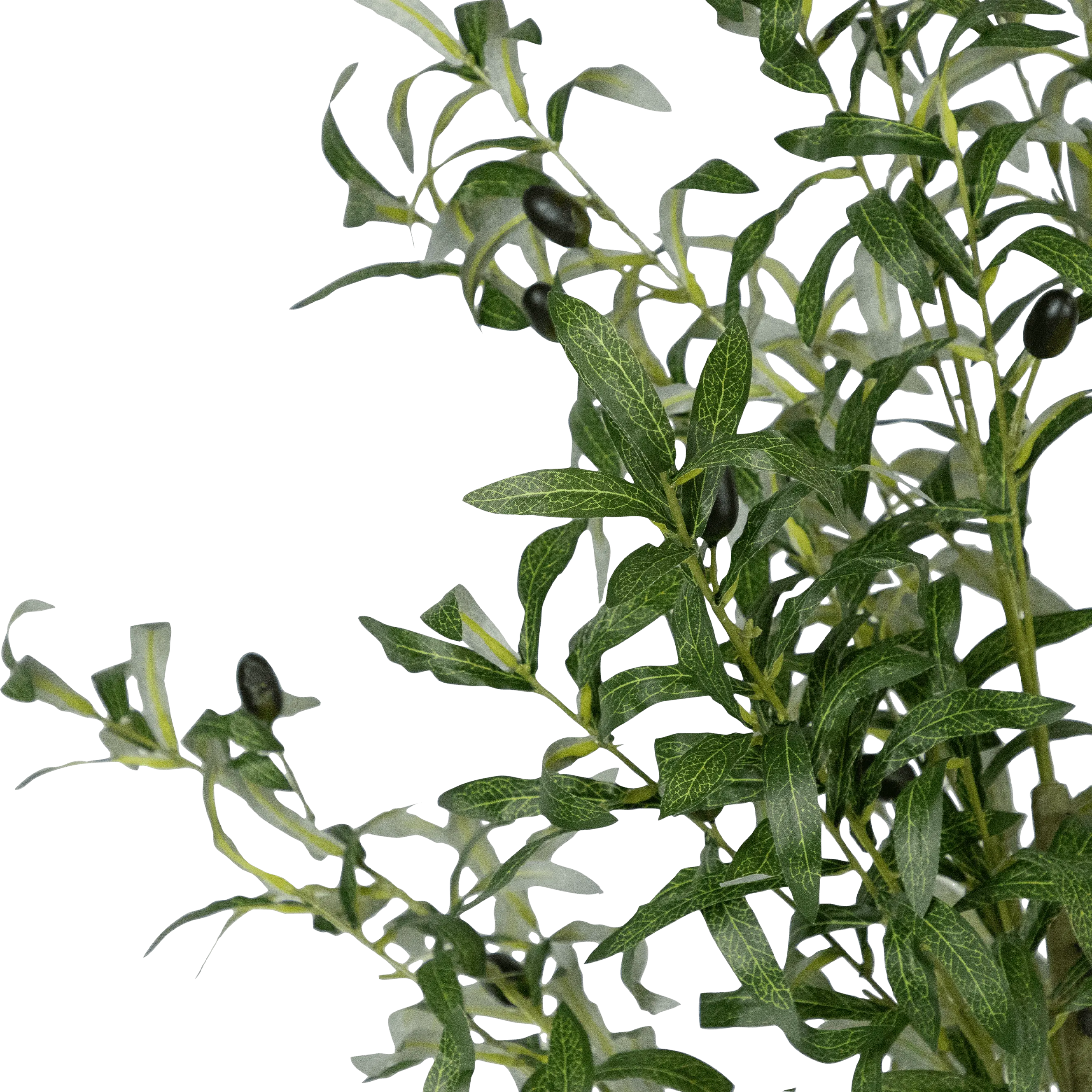 Olive Tree 160cm