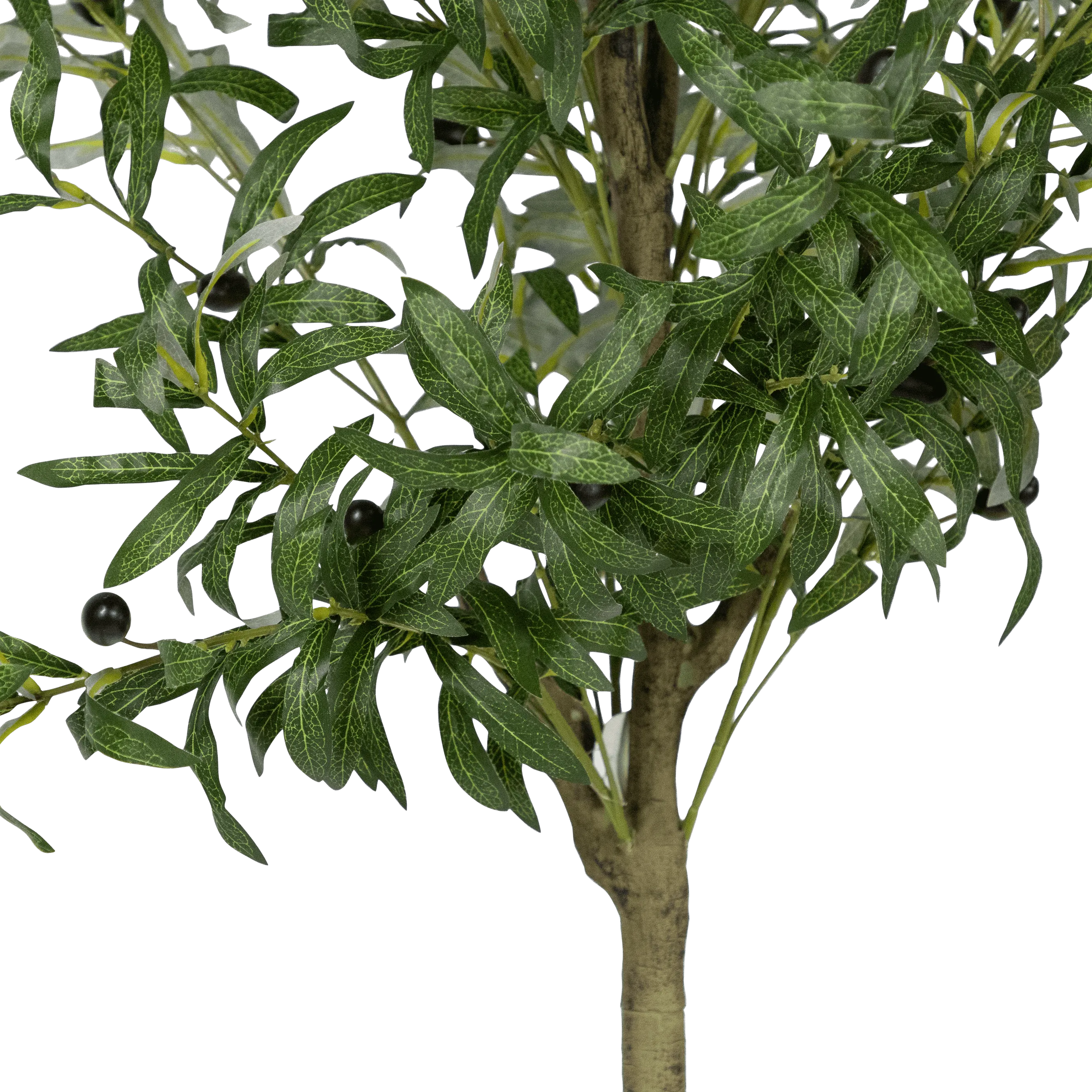 Olive Tree 160cm