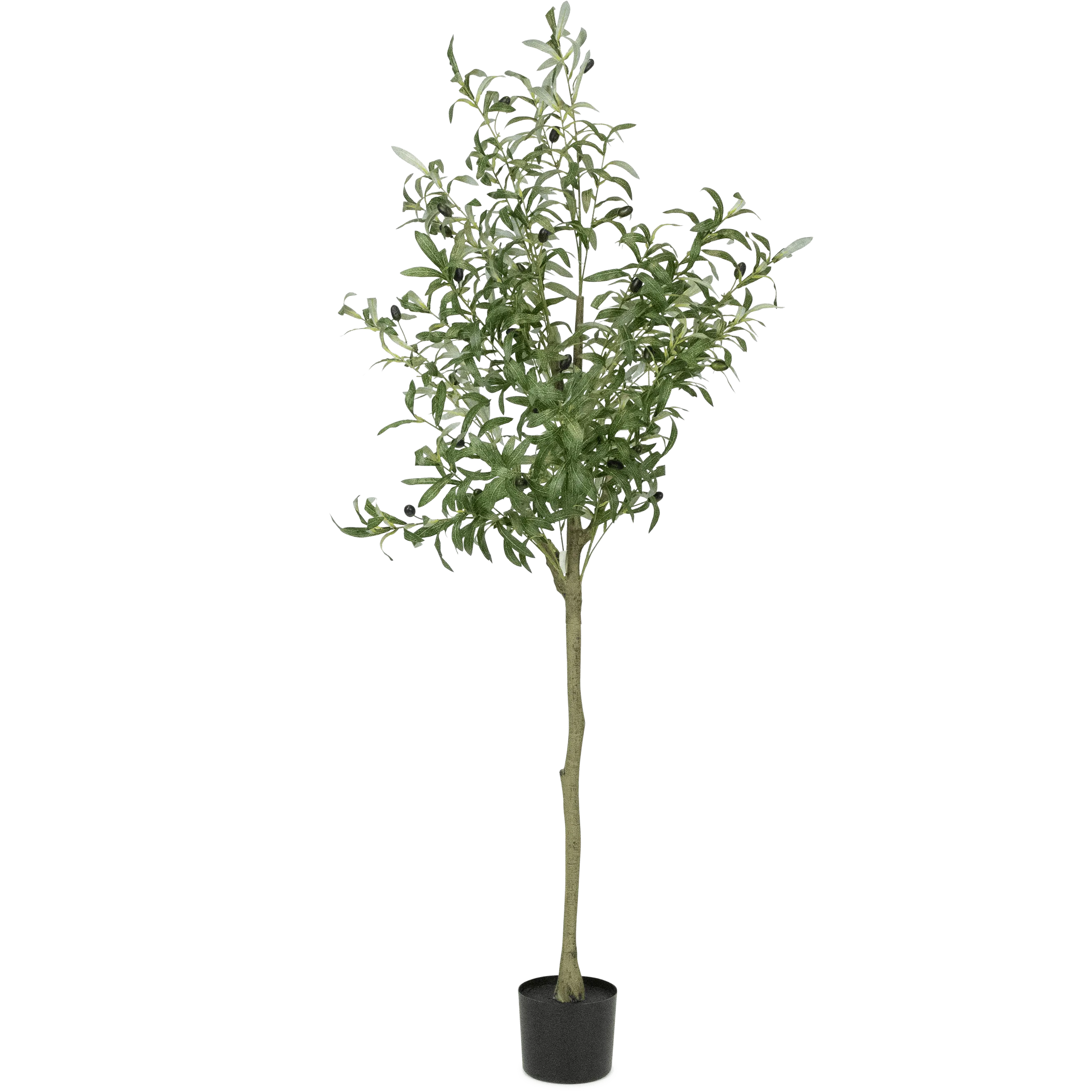 Olive Tree 160cm