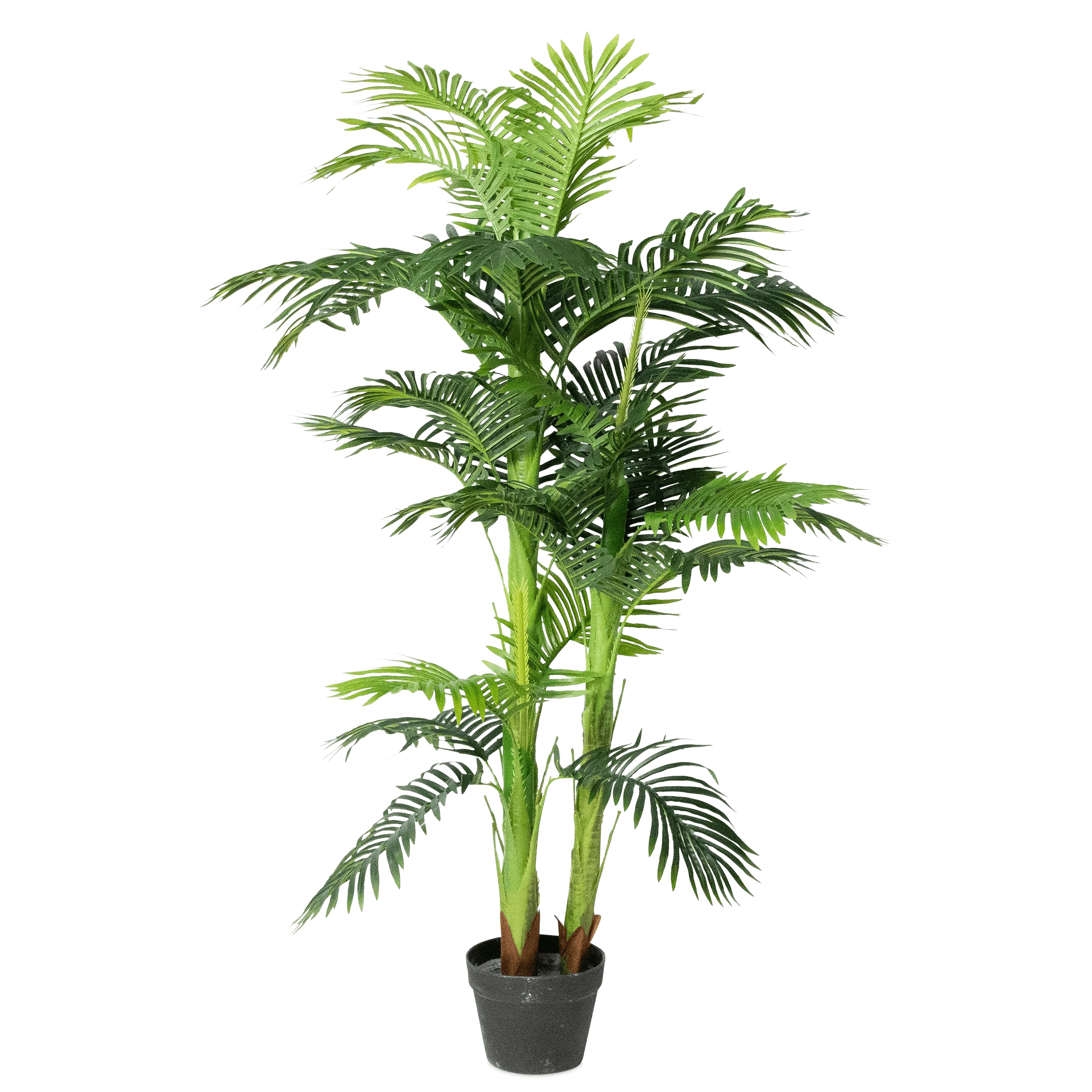 Palm 150cm