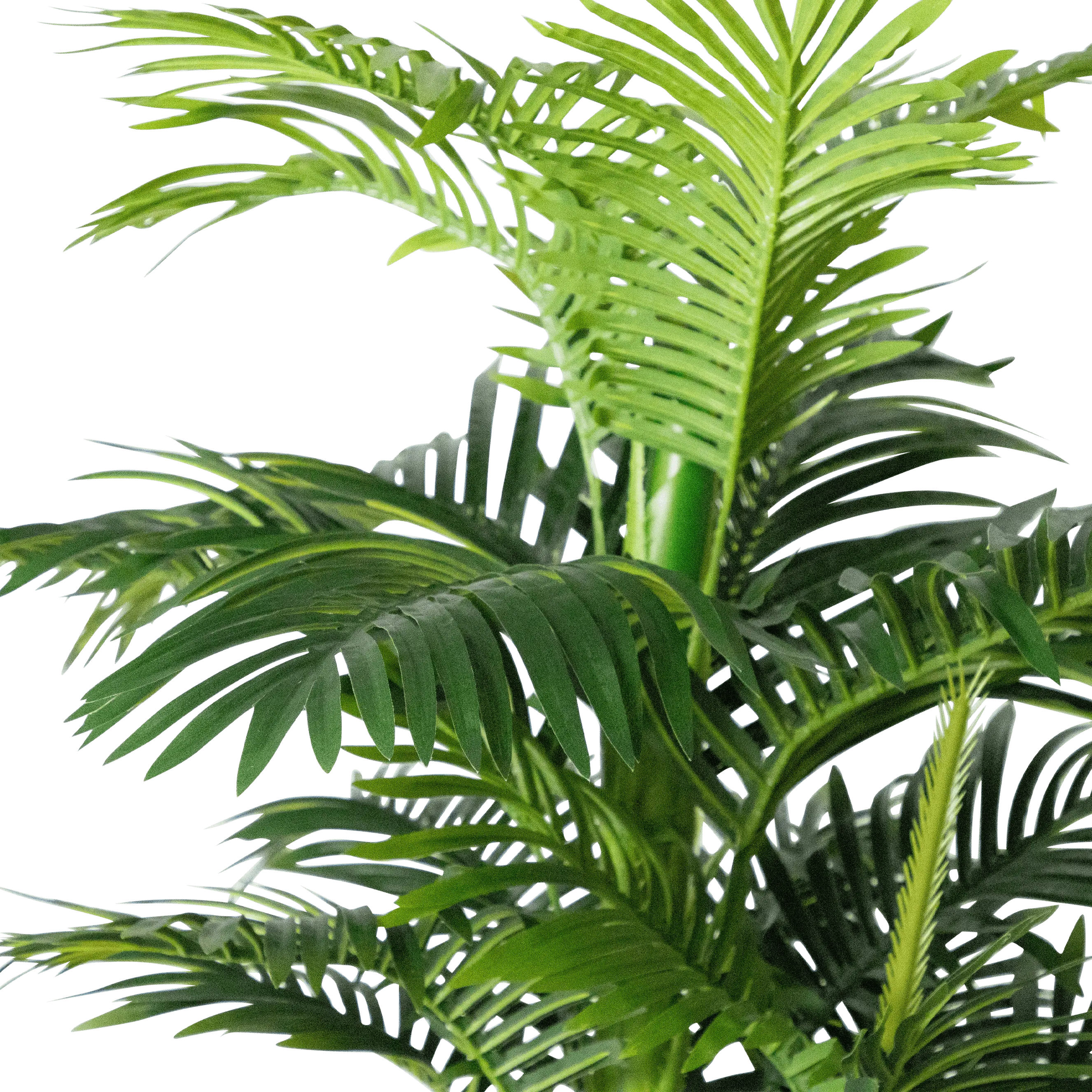 Palm 150cm
