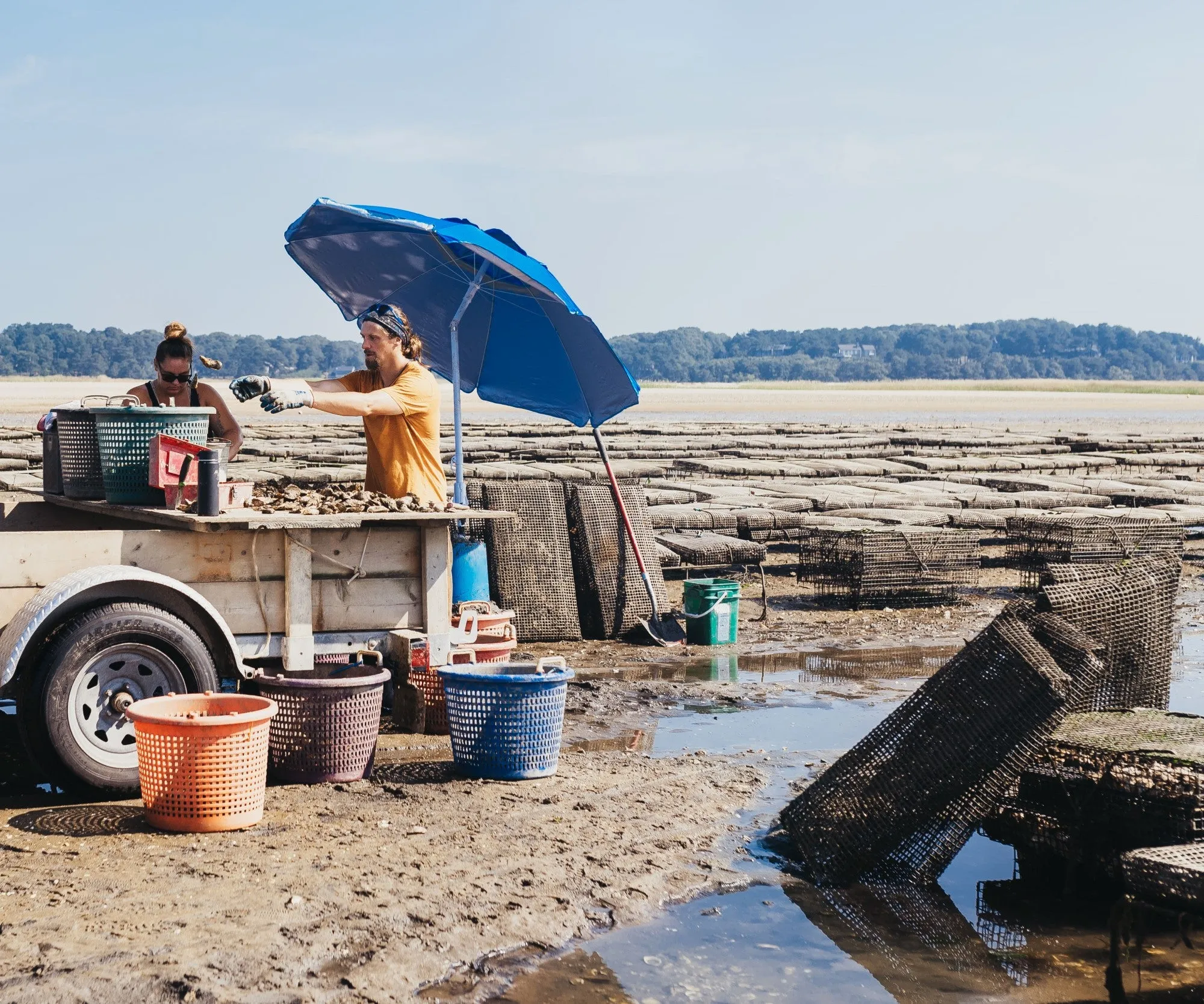 Wellfleet Oysters from Wellfleet, MA