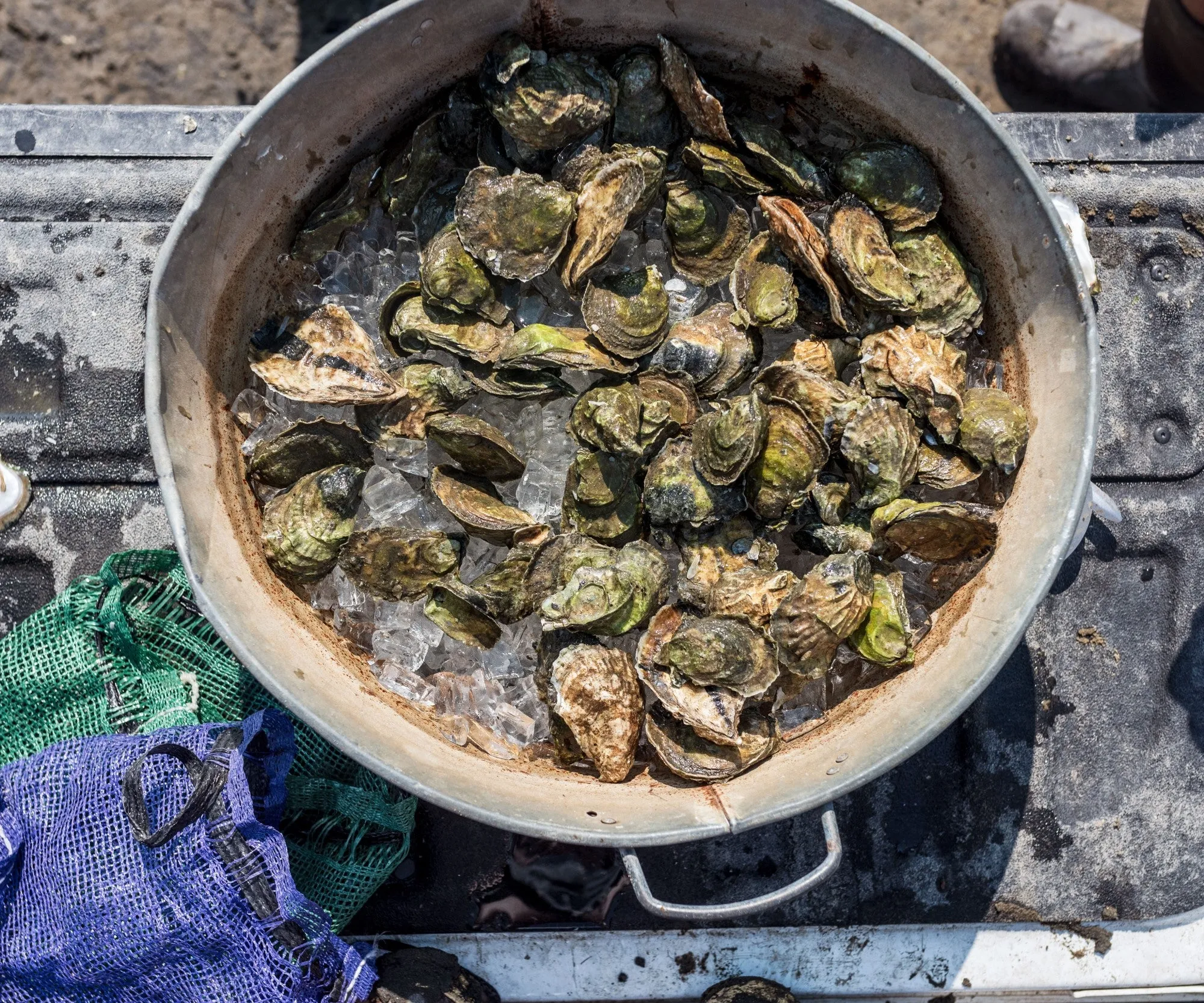 Wellfleet Oysters from Wellfleet, MA