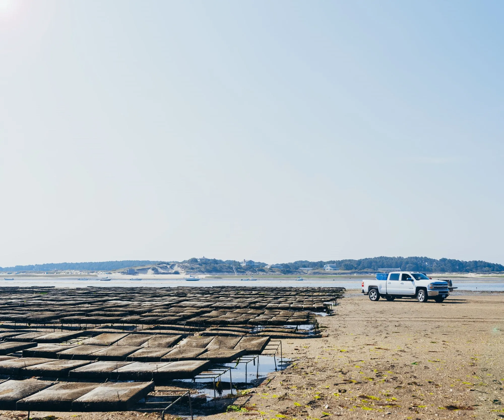 Wellfleet Oysters from Wellfleet, MA
