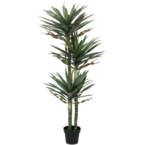 Yucca 160cm